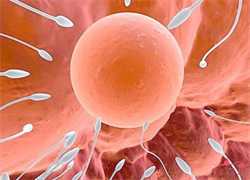 47岁供卵的成功率有多大_夫妻染色体正常，为什么胚胎会染色体异常呢？